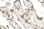 GDF15 Antibody in Immunohistochemistry (Paraffin) (IHC (P))