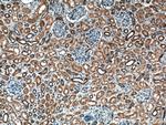 C22orf25 Antibody in Immunohistochemistry (Paraffin) (IHC (P))