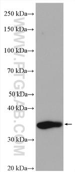 C22orf25 Antibody in Western Blot (WB)
