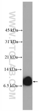 SMIM1 Antibody in Western Blot (WB)