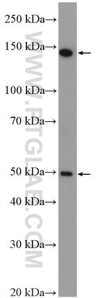 MED23 Antibody in Western Blot (WB)