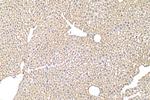 YME1L1 Antibody in Immunohistochemistry (Paraffin) (IHC (P))