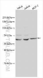 YME1L1 Antibody in Western Blot (WB)