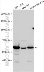 POLR3C Antibody in Western Blot (WB)