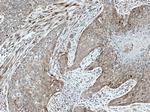Endothelin 3 Antibody in Immunohistochemistry (Paraffin) (IHC (P))