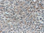 Endothelin 3 Antibody in Immunohistochemistry (Paraffin) (IHC (P))