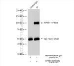 APBB1 Antibody in Immunoprecipitation (IP)