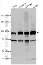 APBB1 Antibody in Western Blot (WB)
