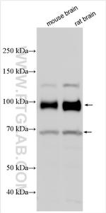 APBB1 Antibody in Western Blot (WB)