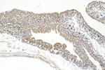 EGLN3/PHD3 Antibody in Immunohistochemistry (Paraffin) (IHC (P))