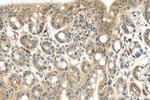EGLN3/PHD3 Antibody in Immunohistochemistry (Paraffin) (IHC (P))