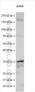 EGLN3/PHD3 Antibody in Western Blot (WB)