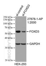 FOXD3 Antibody in Western Blot (WB)