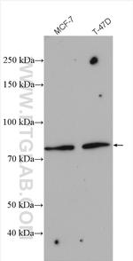 MDM2 Antibody in Western Blot (WB)