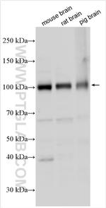 GRIA1 Antibody in Western Blot (WB)