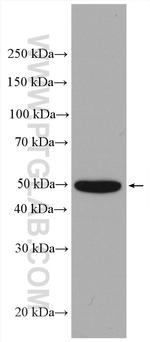 PRRC1 Antibody in Western Blot (WB)