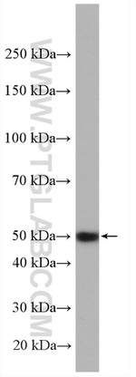 PRRC1 Antibody in Western Blot (WB)