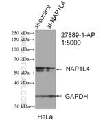 NAP1L4 Antibody in Western Blot (WB)