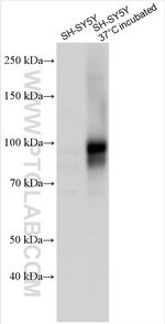 TRPV4 Antibody in Western Blot (WB)