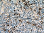 Granzyme K Antibody in Immunohistochemistry (Paraffin) (IHC (P))