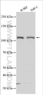 NLRP7 Antibody in Western Blot (WB)