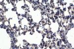 MERTK Antibody in Immunohistochemistry (Paraffin) (IHC (P))