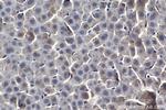 MERTK Antibody in Immunohistochemistry (Paraffin) (IHC (P))