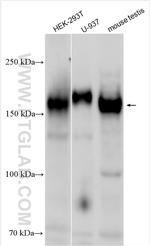 MERTK Antibody in Western Blot (WB)