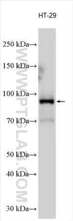 PIK3AP1 Antibody in Western Blot (WB)