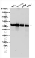 BORG5/CDC42EP1 Antibody in Western Blot (WB)