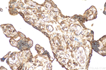 SH3TC2 Antibody in Immunohistochemistry (Paraffin) (IHC (P))