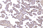 SH3TC2 Antibody in Immunohistochemistry (Paraffin) (IHC (P))