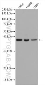 C19orf62 Antibody in Western Blot (WB)