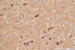 GABRA5 Antibody in Immunohistochemistry (Paraffin) (IHC (P))