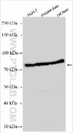PTPRD Antibody in Western Blot (WB)