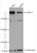 UTRN Antibody in Western Blot (WB)