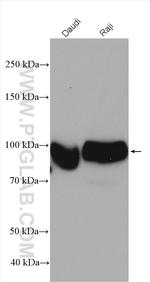 CD19 Antibody in Western Blot (WB)