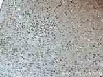 MYCBP2 Antibody in Immunohistochemistry (Paraffin) (IHC (P))