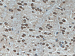 MYCBP2 Antibody in Immunohistochemistry (Paraffin) (IHC (P))