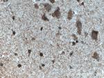 MYCBP2 Antibody in Immunohistochemistry (Paraffin) (IHC (P))