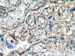 VE-cadherin Antibody in Immunohistochemistry (Paraffin) (IHC (P))