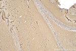 PHF24 Antibody in Immunohistochemistry (Paraffin) (IHC (P))