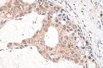 CXXC1 Antibody in Immunohistochemistry (Paraffin) (IHC (P))