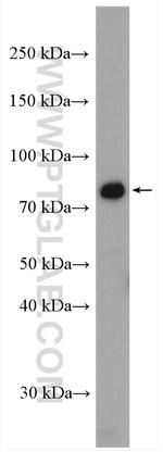 CXXC1 Antibody in Western Blot (WB)