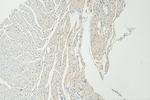 DHFRL1 Antibody in Immunohistochemistry (Paraffin) (IHC (P))