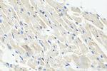DHFRL1 Antibody in Immunohistochemistry (Paraffin) (IHC (P))