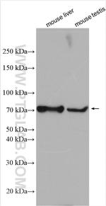 C3orf15 Antibody in Western Blot (WB)