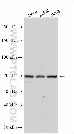C1orf2 Antibody in Western Blot (WB)