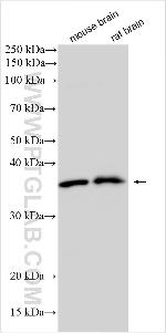 CAMKMT Antibody in Western Blot (WB)