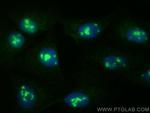 PPP1R17 Antibody in Immunocytochemistry (ICC/IF)